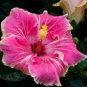 20 Hibiscus Seeds, Pink White Hibiscus, Pink Hibiscus Seeds, Hibiscus Rosa Sinensis
