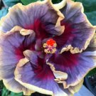 20 Hibiscus Seeds, Cream Purple Pink Hibiscus, Purple Pink Hibiscus Seeds, Hibiscus Rosa Sinensis