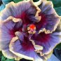20 Hibiscus Seeds, Cream Purple Pink Hibiscus, Purple Pink Hibiscus Seeds, Hibiscus Rosa Sinensis