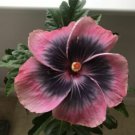 20 Hibiscus Seeds, Pink Black Hibiscus, Pink Hibiscus Seeds, Hibiscus Rosa Sinensis