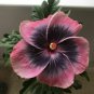 20 Hibiscus Seeds, Pink Black Hibiscus, Pink Hibiscus Seeds, Hibiscus Rosa Sinensis