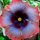 20 Hibiscus Seeds, Pink Purple Hibiscus, Pink Grey Purple Hibiscus Seeds, Hibiscus Rosa Sinensis