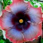20 Hibiscus Seeds, Pink Purple Hibiscus, Pink Grey Purple Hibiscus Seeds, Hibiscus Rosa Sinensis