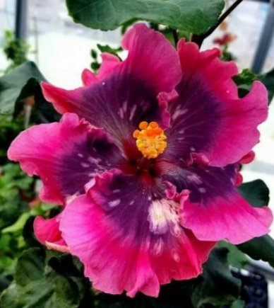 20 Seeds Double Pink Purple Hibiscus, Bright Pink Purple Hibiscus Seeds, Hibiscus Rosa Sinensis