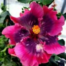 20 Seeds Double Pink Purple Hibiscus, Bright Pink Purple Hibiscus Seeds, Hibiscus Rosa Sinensis