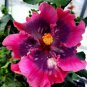 20 Seeds Double Pink Purple Hibiscus, Bright Pink Purple Hibiscus Seeds, Hibiscus Rosa Sinensis