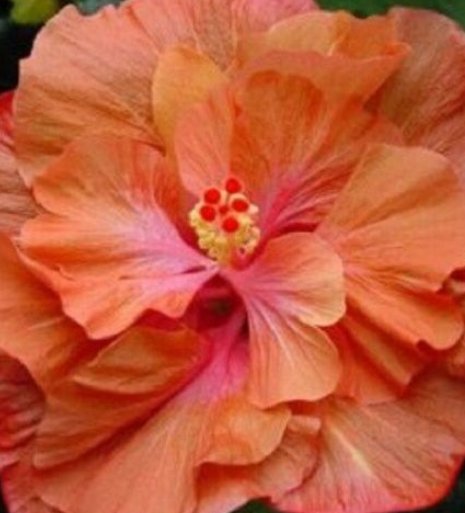 20 Hibiscus Seeds, Double Orange Hibiscus, Orange Pink Hibiscus Seeds, Hibiscus Rosa Sinensis