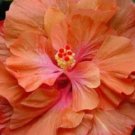 20 Hibiscus Seeds, Double Orange Hibiscus, Orange Pink Hibiscus Seeds, Hibiscus Rosa Sinensis