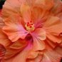 20 Hibiscus Seeds, Double Orange Hibiscus, Orange Pink Hibiscus Seeds, Hibiscus Rosa Sinensis