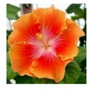 20 Hibiscus Seeds, Yellow Orange Hibiscus, Orange Hibiscus Seeds, Hibiscus Rosa Sinensis
