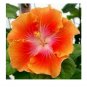 20 Hibiscus Seeds, Yellow Orange Hibiscus, Orange Hibiscus Seeds, Hibiscus Rosa Sinensis
