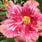 20 Hibiscus Seeds, Salme Pink White Hibiscus, Pink Hibiscus Seeds, Hibiscus Rosa Sinensis