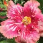 20 Hibiscus Seeds, Salme Pink White Hibiscus, Pink Hibiscus Seeds, Hibiscus Rosa Sinensis