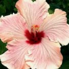 20 Hibiscus Seeds, Pink Hibiscus, Bright Pink Hibiscus Seeds, Hibiscus Rosa Sinensis
