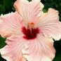 20 Hibiscus Seeds, Pink Hibiscus, Bright Pink Hibiscus Seeds, Hibiscus Rosa Sinensis