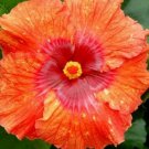 20 Hibiscus Seeds, Bright Orange Red Hibiscus, Orange Hibiscus Seeds, Hibiscus Rosa Sinensis