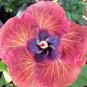 20 Hibiscus Seeds, Pink Orange Hibiscus, Pink Hibiscus Seeds, Hibiscus Rosa Sinensis