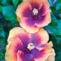 20 Hibiscus Seeds, Yellow Pink Purple Hibiscus, Pink Purple Hibiscus Seeds, Hibiscus Rosa Sinensis