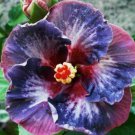 20 Hibiscus Seeds, Blue Pink Purple Hibiscus, Purple Hibiscus Seeds, Hibiscus Rosa Sinensis