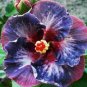 20 Hibiscus Seeds, Blue Pink Purple Hibiscus, Purple Hibiscus Seeds, Hibiscus Rosa Sinensis