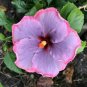 20 Hibiscus Seeds, Light Purple Pink Hibiscus, Pink Hibiscus Seeds, Hibiscus Rosa Sinensis