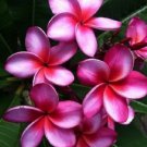 5 Plumeria Seeds, Pink Purple Plumeria, Frangipani Flower Seed, Pink Plumeria Seed