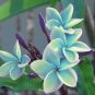 5 Plumeria Seeds, Blue Flower Plumeria, Frangipani Flower Seed, Blue Frangipani Seed