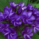 5 Plumeria Seeds, Purple Plumeria, Frangipani Flower Seed, Dark Purple Plumeria Seed