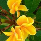 5 Plumeria Seeds, Yellow Plumeria, Frangipani Flower Seed, Light Yellow Plumeria Seed