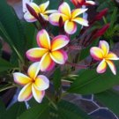 5 Plumeria Seeds, Yellow White Purple Plumeria, Frangipani Flower Seed, Pink Plumeria Seed