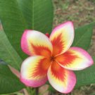 5 Plumeria Seeds, Orange Yellow Pink Plumeria, Frangipani Flower Seed, Pink Plumeria Seed