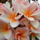 5 Plumeria Seeds, White Orange Plumeria, Frangipani Flower Seed, White Plumeria Seed