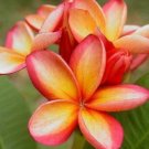 5 Plumeria Seeds, Orange Pink Plumeria, Frangipani Flower Seed, Orange Plumeria Seed