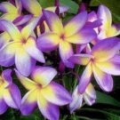 5 Plumeria Seeds, Yellow Purple Plumeria, Frangipani Flower Seed, Purple Plumeria Seed