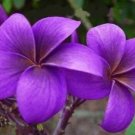 5 Plumeria Seeds, Purple Plumeria, Frangipani Flower Seed, Purple Plumeria Seed