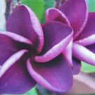 5 Plumeria Seeds, Purple Plumeria, Frangipani Flower Seed, Perennial Flower Seed