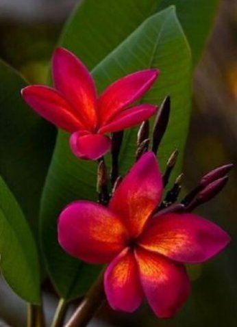 5 Plumeria Seeds, Dark Pink Orange Plumeria, Frangipani Flower Seed, Pink Orange Plumeria Seed