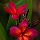 5 Plumeria Seeds, Dark Pink Orange Plumeria, Frangipani Flower Seed, Pink Orange Plumeria Seed