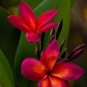 5 Plumeria Seeds, Dark Pink Orange Plumeria, Frangipani Flower Seed, Pink Orange Plumeria Seed