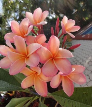 5 Plumeria Seeds, Light Pink Orange Plumeria, Frangipani Flower Seed, Pink Plumeria Seed