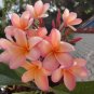 5 Plumeria Seeds, Light Pink Orange Plumeria, Frangipani Flower Seed, Pink Plumeria Seed