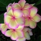 5 Plumeria Seeds, Pink Yellow Plumeria, Frangipani Flower Seed, Light Pink Yellow Plumeria Seed