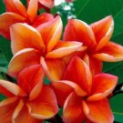 5 Plumeria Seeds, Orange Plumeria, Frangipani Flower Seed, Flower Lei Hawaiian Seed