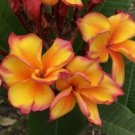 5 Plumeria Seeds, Light Yellow Plumeria, Frangipani Flower Seed, Yellow Plumeria Seed
