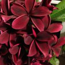 5 Plumeria Seeds, Dark Red Plumeria, Frangipani Flower Seed, Deep Red Plumeria Seed