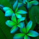 5 Plumeria Seeds, Blue Green Plumeria, Frangipani Flower Seed, Blue Plumeria Seed