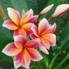 5 Plumeria Seeds, Orange Pink Plumeria, Frangipani Flower Seed, Pink Plumeria Seed