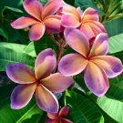 5 Plumeria Seeds, Pink Orange Plumeria, Frangipani Flower Seed, Pink Plumeria Seed