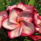 5 Plumeria Seeds, Pink White Plumeria, Frangipani Flower Seed, Pink Plumeria Seed