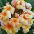 5 Plumeria Seeds, Yellow Orange Plumeria, Frangipani Flower Seed, Orange Plumeria Seed